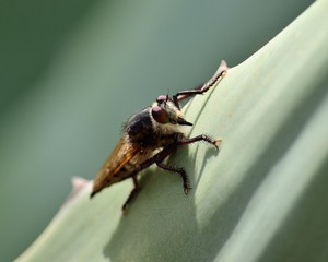 Isolated robber fly, on leaf of agave