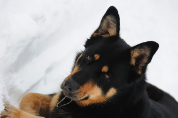 relaxed dog in the snow