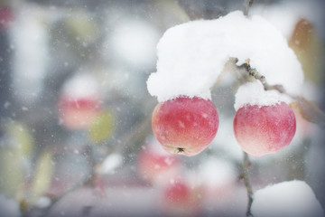 Apples on a branch. First snow