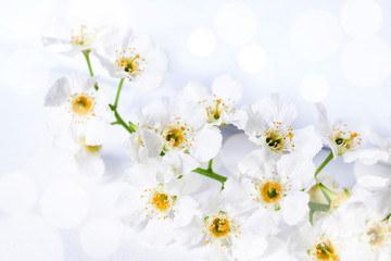 Cherry flowers blossom poster, floral wallpaper, soft blurred style with special light effects