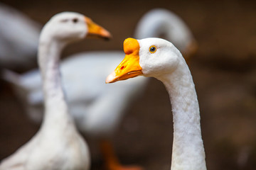 Gänse