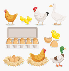 Chicken duck chick egg packaging and chicken eggs on the nests.