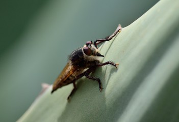 Isolated robber fly, on leaf of agave