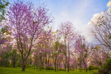Fototapeta na wymiar Cherry blossom Flower at Phu Lom Lo fo Thailand,Phuhinrongkla National Park