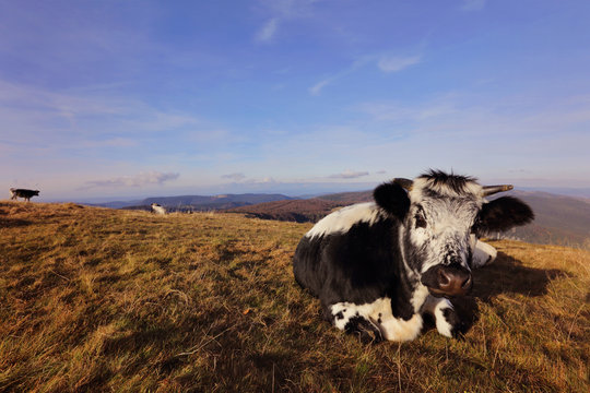 massif des Vosges en Alsace, France, massif du Hohneck avec vaches