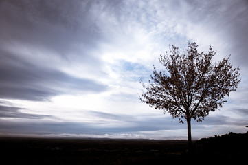 Obraz premium lonely tree