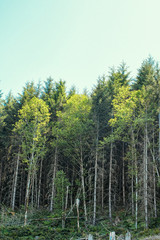 The Trees Beckon