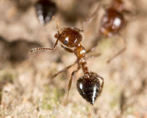 ant on the ground. macro
