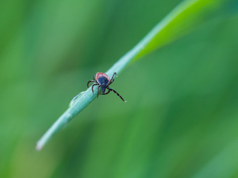 Zecke auf Grashalm