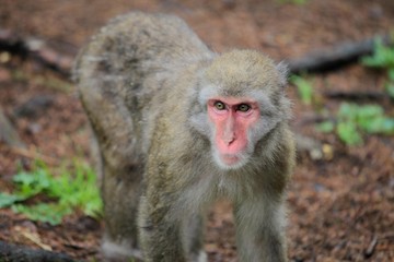 Macaque Japanese