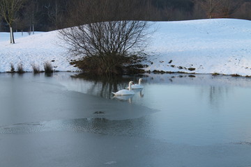 Winter Lake with Swans
