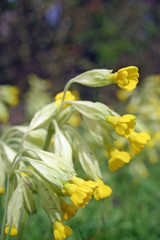 Cowslips (Primula veris) on road verge