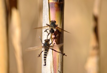 Courtship ritual of robber flies, in full flight