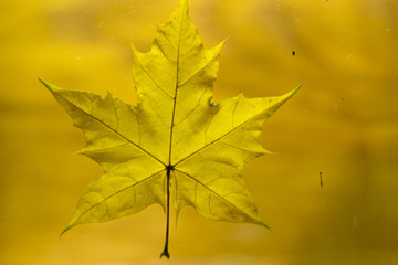 Maple Leaf