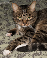 Cat, resting cat on a sofa in blur background, cute funny cat close up, domestic cat, relaxing cat, cat resting, cat playing at home, elegant cat