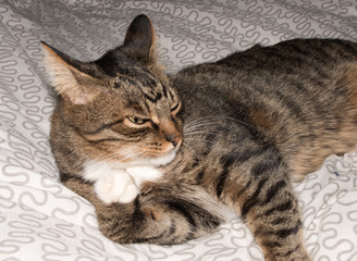 Cat, resting cat on a sofa in blur background, cute funny cat close up, domestic cat, relaxing cat, cat resting, cat playing at home, elegant cat
