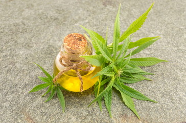 marijuana plant and cannabis oil