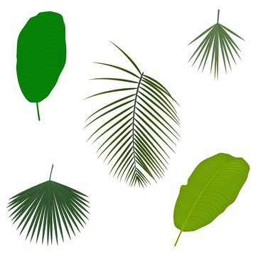 Tropical palm tree jungle leaves. Set. Vector. Leaf natural of jungle, green exotic leaves  illustration.