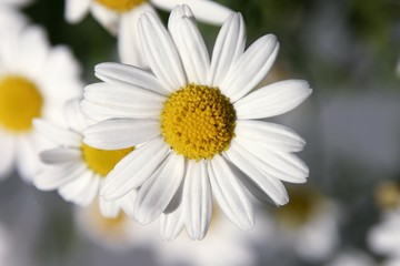 G&auml;nsebl&uuml;mchen