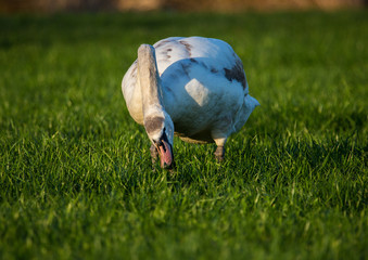 Swans at a small pon in Erlangen