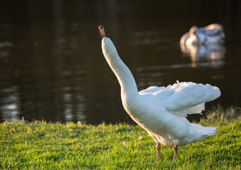 Swans at a small pon in Erlangen
