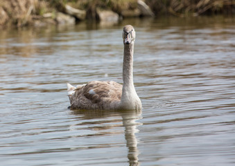 Swans at a small pon in Erlangen