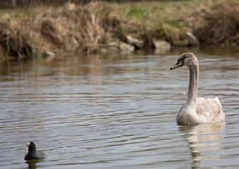 Fototapeta premium Swans at a small pon in Erlangen