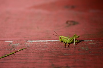 Grasshopper on a Bench