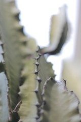 Cactus Spikes