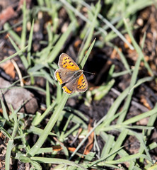 orange butterfly in the grass on the nature
