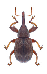 Beetle Anthonomus rectirostris on a white background