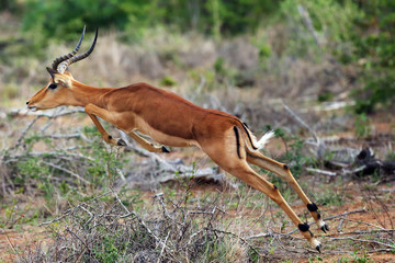The impala (Aepyceros melampus), jumping male