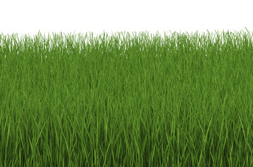 green grass side view isolated on white