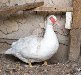 Portrait of white duck on a farm