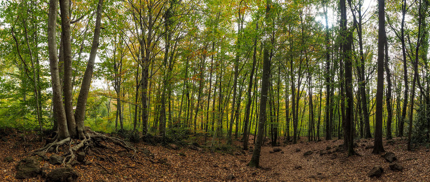 Panoramica Fageda d'en Jord&agrave;