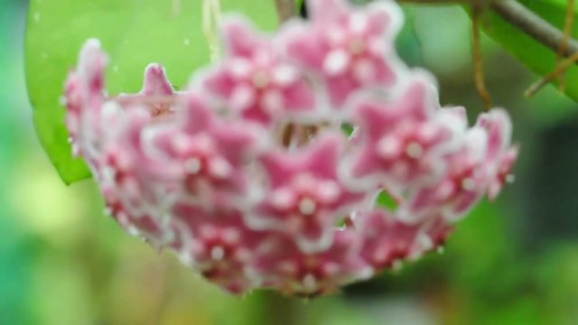 Moving to focus on red hoya flower. (HD footage no sound)