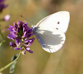 white butterfly on a blue flower