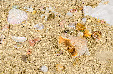 seashells and pebbles