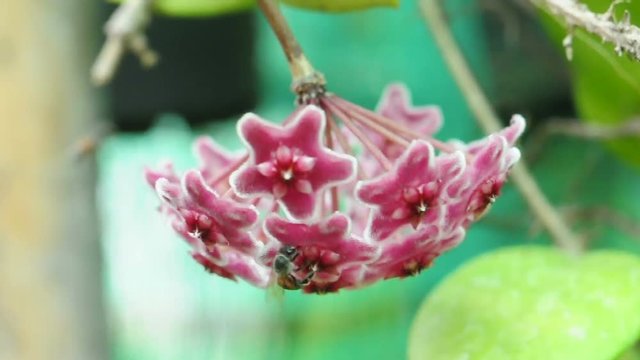 Red hoya flower and bee. (HD footage no sound)