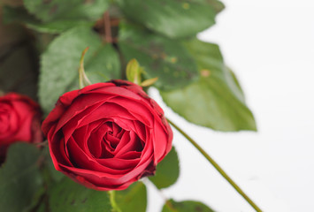 Red Rose flower