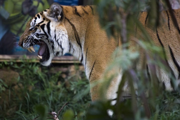 tiger