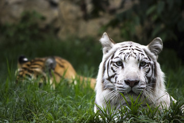 tiger
