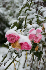 Winter roses