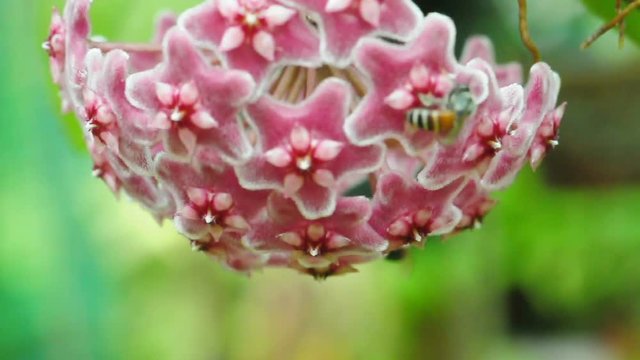 Red hoya flower and bee. (HD footage no sound)