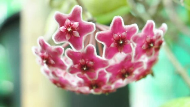 Red hoya flower and bee. (HD footage no sound)