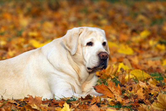 the yellow labrador in the park in autumn