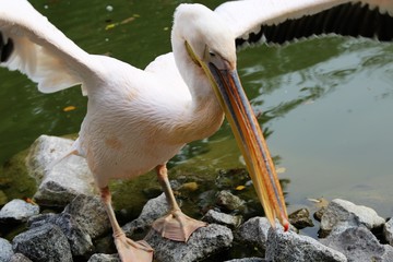 Rosapelikan (Great white pelican, Pelecanus onocrotalus)