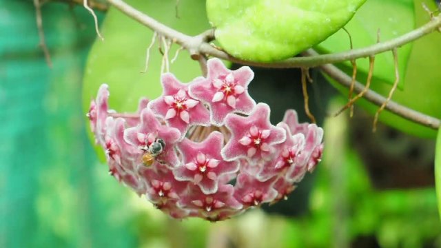 Red hoya flower and bee. (HD footage no sound)