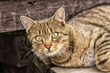 Fototapeta na wymiar Cat lying on the wooden bench