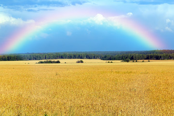 Storm clouds over wheat field